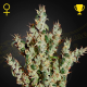 NL5 Haze Mist - GREEN HOUSE SEEDS | TanieSianie.pl