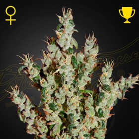 NL5 Haze Mist - GREEN HOUSE SEEDS | TanieSianie.pl