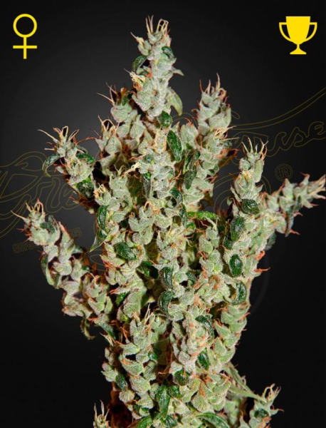 NL5 Haze Mist - GREEN HOUSE SEEDS | TanieSianie.pl