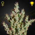 NL5 Haze Mist - GREEN HOUSE SEEDS