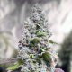 Gorilla Cookies Fast Version | TanieSianie.pl