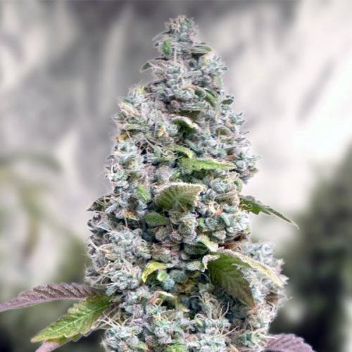 Gorilla Cookies Fast Version | TanieSianie.pl