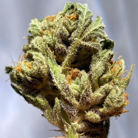 Zkittlez Fast Version | TanieSianie.pl