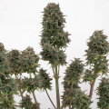 Do-Si-Dos Fast Version