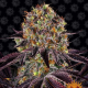 Runtz x Layer Cake - BARNEY'S FARM | TanieSianie.pl