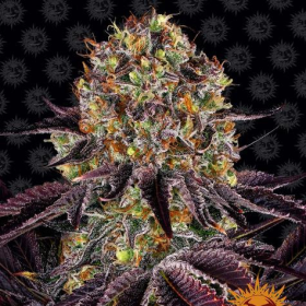 Runtz x Layer Cake - BARNEY'S FARM | TanieSianie.pl