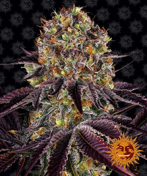 Runtz x Layer Cake - BARNEY'S FARM | TanieSianie.pl