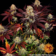 Runtz x Layer Cake - BARNEY'S FARM | TanieSianie.pl