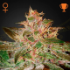 Pure Kush - GREEN HOUSE SEEDS | TanieSianie.pl