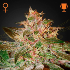 Pure Kush - GREEN HOUSE SEEDS | TanieSianie.pl