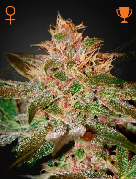 Pure Kush - GREEN HOUSE SEEDS | TanieSianie.pl