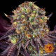 Runtz x Layer Cake - BARNEY'S FARM | TanieSianie.pl