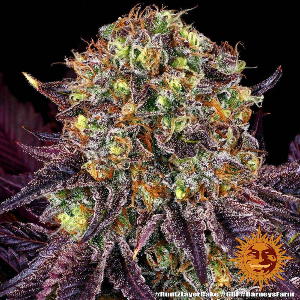 Runtz x Layer Cake - BARNEY'S FARM | TanieSianie.pl