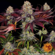 Runtz x Layer Cake - BARNEY'S FARM | TanieSianie.pl