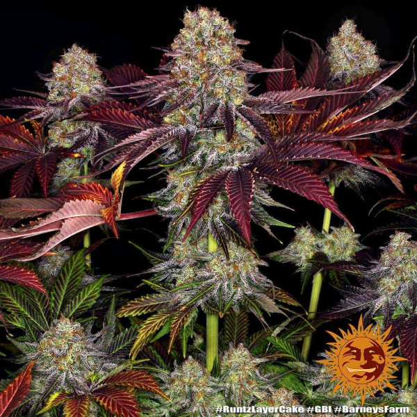 Runtz x Layer Cake - BARNEY'S FARM | TanieSianie.pl