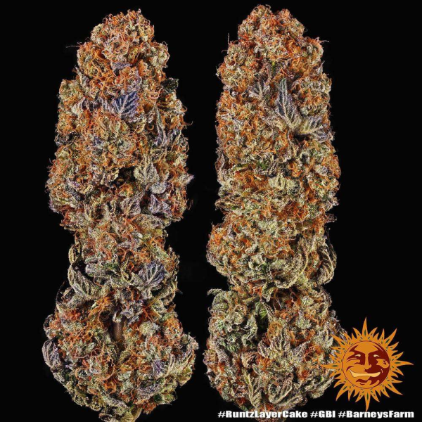 Runtz x Layer Cake - BARNEY'S FARM | TanieSianie.pl