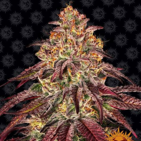 Mimosa x Orange Punch Auto - BARNEY'S FARM | TanieSianie.pl