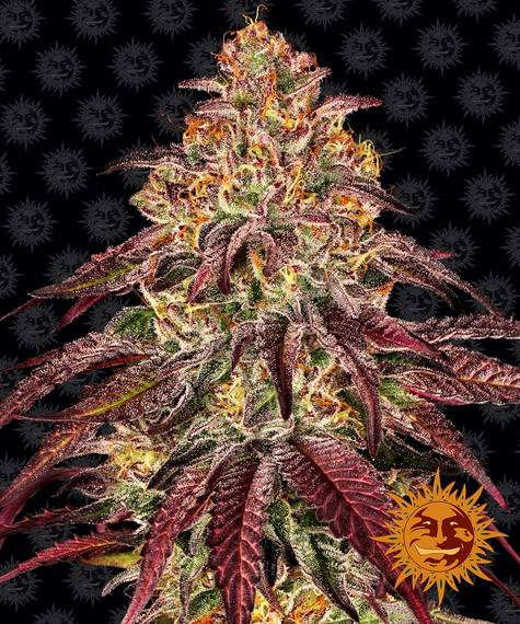 Mimosa x Orange Punch Auto - BARNEY'S FARM | TanieSianie.pl