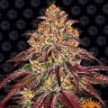 Mimosa x Orange Punch Auto - BARNEY'S FARM