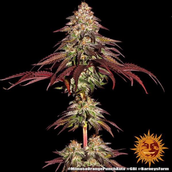 Mimosa x Orange Punch Auto - BARNEY'S FARM | TanieSianie.pl
