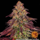 Mimosa x Orange Punch Auto - BARNEY'S FARM | TanieSianie.pl