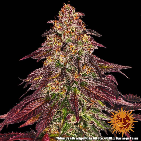 Mimosa x Orange Punch Auto - BARNEY'S FARM | TanieSianie.pl