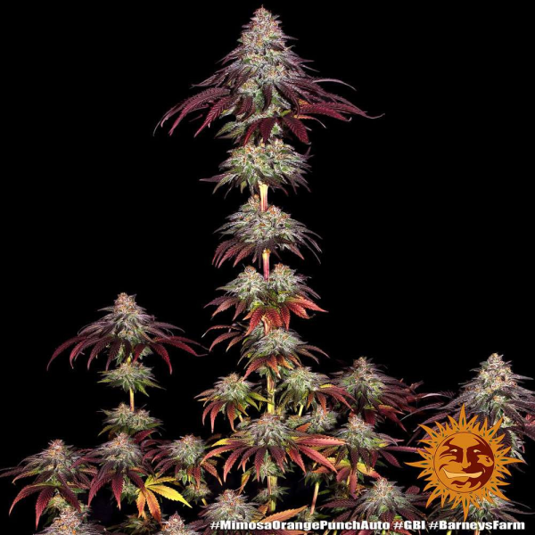 Mimosa x Orange Punch Auto - BARNEY'S FARM | TanieSianie.pl
