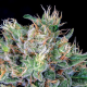 Amnesia Flash - ANESIA SEEDS | TanieSianie.pl