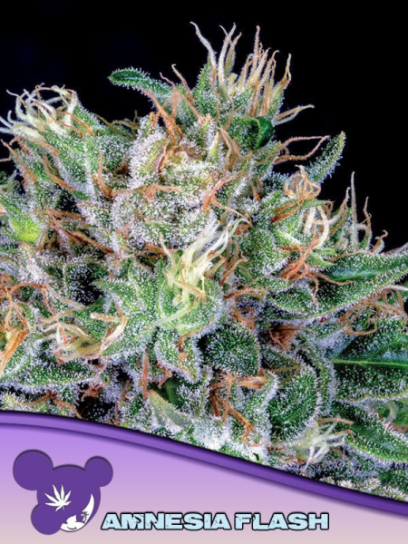 Amnesia Flash - ANESIA SEEDS | TanieSianie.pl