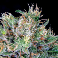 Amnesia Flash - ANESIA SEEDS