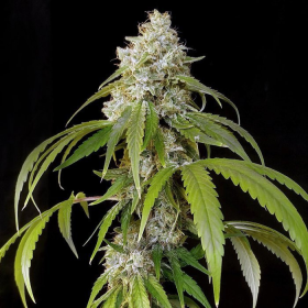Platinum OG Fast Version | TanieSianie.pl
