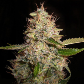 White Widow x Critical | TanieSianie.pl