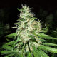 Super Silver Haze | TanieSianie.pl
