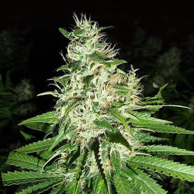 Super Silver Haze | TanieSianie.pl