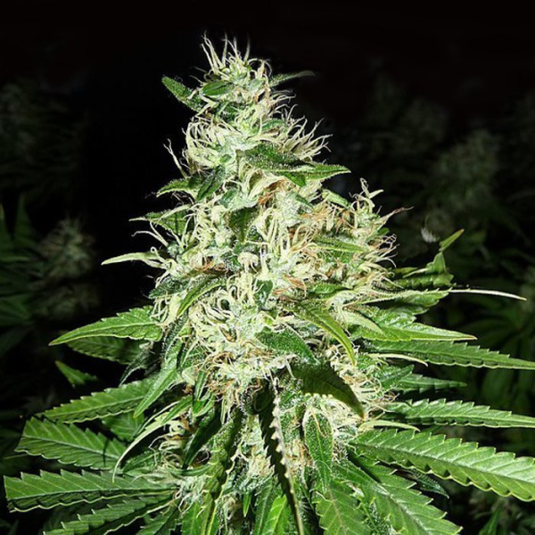 Super Silver Haze | TanieSianie.pl