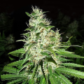 Super Silver Haze