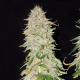 White Widow Fast Version | TanieSianie.pl