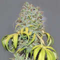 Jack Herer Fast Version