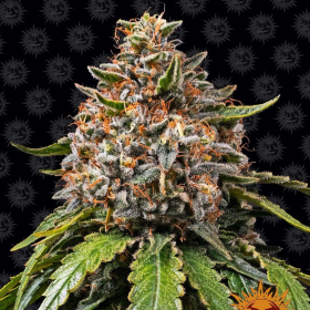 White Widow XXL - BARNEY'S FARM | TanieSianie.pl