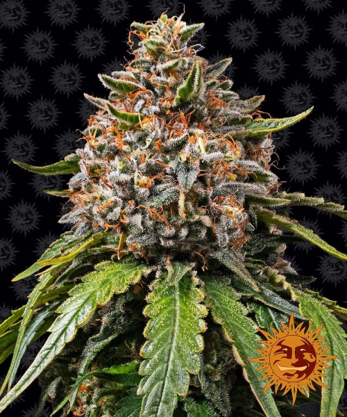 White Widow XXL - BARNEY'S FARM | TanieSianie.pl