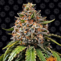 White Widow XXL - BARNEY'S FARM