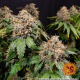 White Widow XXL - BARNEY'S FARM | TanieSianie.pl