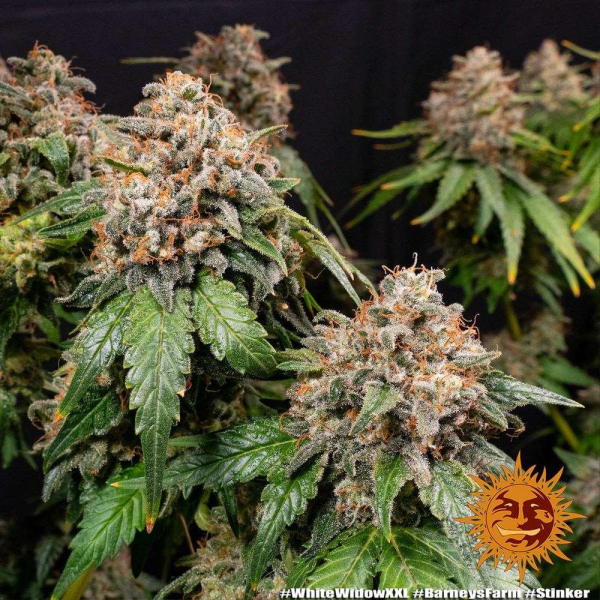White Widow XXL - BARNEY'S FARM | TanieSianie.pl