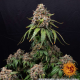 White Widow XXL - BARNEY'S FARM | TanieSianie.pl