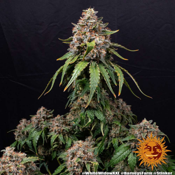 White Widow XXL - BARNEY'S FARM | TanieSianie.pl