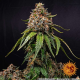 White Widow XXL - BARNEY'S FARM | TanieSianie.pl