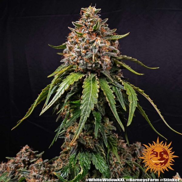 White Widow XXL - BARNEY'S FARM | TanieSianie.pl