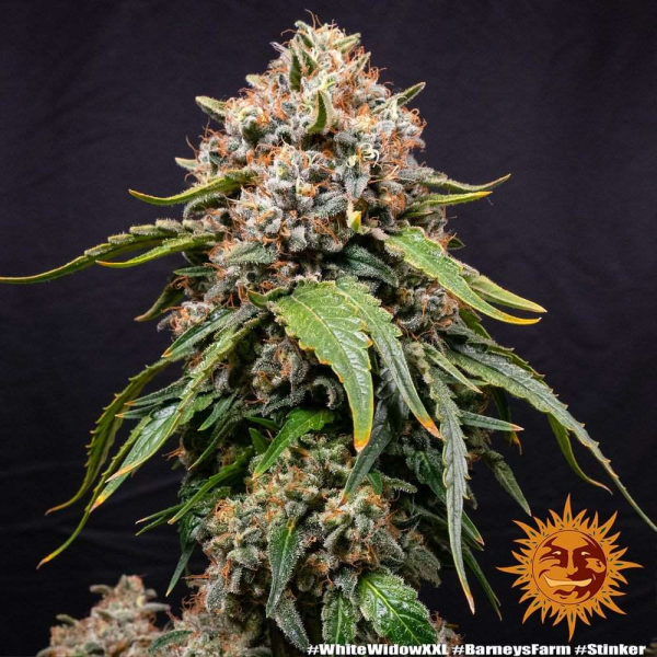 White Widow XXL - BARNEY'S FARM | TanieSianie.pl