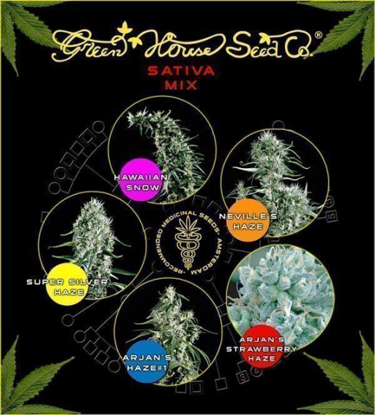 Sativa Mix - GREEN HOUSE SEEDS | TanieSianie.pl