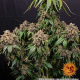 White Widow XXL - BARNEY'S FARM | TanieSianie.pl